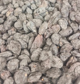 تصویر مویز افغانی 