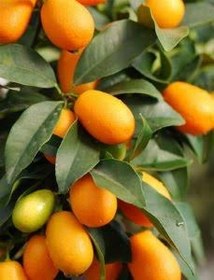 تصویر نهال کامکوات Kumquat seedlings