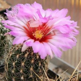 تصویر بذر تلو کاکتوس بایکلر 10 عددی 