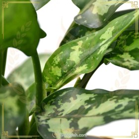 تصویر آگلونما بلک 