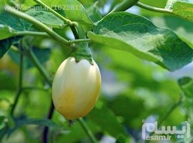 تصویر بذر بادمجان سفید کوکو-لای Coco Lai Eggplant 