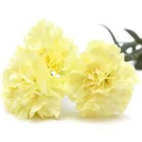 تصویر بذر میخک زرد 40 عددی 