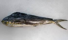 تصویر ماهی سوکلا گالیت 