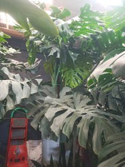 تصویر مونسترا(برگ انجیری) Monstera