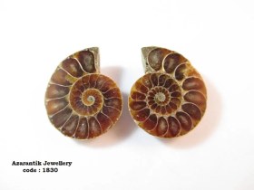 تصویر فسیل آمونیت اصل کد 1830 