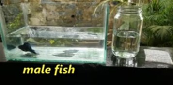 تصویر فیلم آموزش تولید ماهی فایتر (2) 