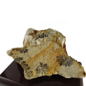 تصویر سنگ راف شجر فسیلی کد 2011 