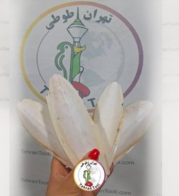 تصویر کف دریا پرندگان 