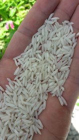 تصویر برنج شیرودی استخوانی تمیز و سه الک - کیسه ۱۰ کیلویی 