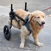 تصویر ویلچر سگ قابل تنظیم برای پاهای پشتی برند doglemi (سایز XL ,دور سینه 72 تا 86 سانتی متر،دور گردن 34 تا 52 سانتی متر) hairs with Disabled Hind Legs Walking, Mobility Aids for Large Pets Hind Limbs, Dogs Carts with Wheels, Light Weight, XL
