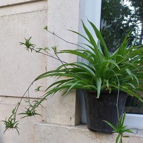 تصویر گیاه گندمی سبز سایز بزرگ (spiderplant) 