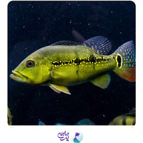 تصویر ماهی آکواریومی پیکاک باس 25 تا 27 سانت 