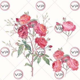 تصویر مجموعه گل رز 