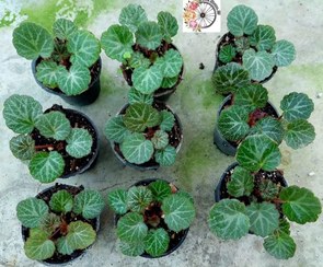 تصویر پک ۲۰ عددی ساکسی فراژ 