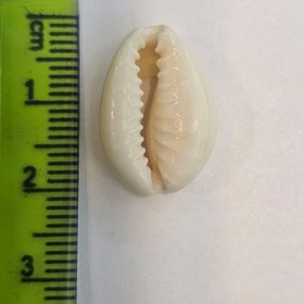 تصویر صدف پرورشی 