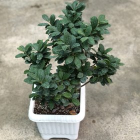 تصویر بنسای جعبه 