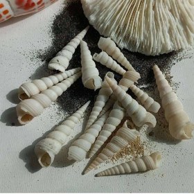 تصویر صدف مخروطی بزرگ 