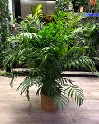 تصویر سفارش نخل شامادورا برای افزایش زیبایی منزل 