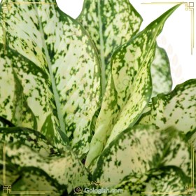 تصویر آگلونما برفی 