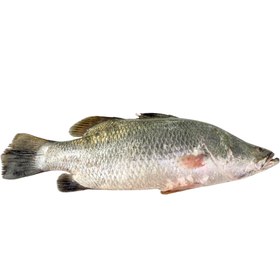 تصویر ماهی سی باس تازه ۱ کیلوگرم 