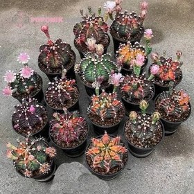 تصویر بذر کاکتوس ژمینو کالیسیوم میهانوویچی هیبرید 2 عددی 