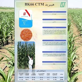 تصویر بذر ذرت BK66 جوین 
