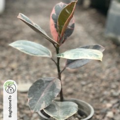 تصویر فیکوس الاستیکا ارتشی (ابلق) 