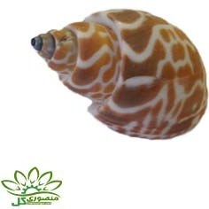 تصویر صدف دریایی کد ۰۷۴۱ 