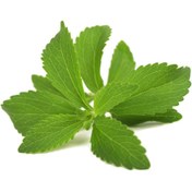 تصویر نهال گیاه استویا Stevia plant