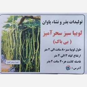 تصویر بذر لوبیا سحر آمیز 