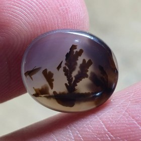 تصویر شجر قائن زیبا خاص. 