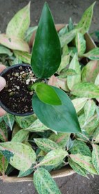 تصویر گل نخل نیکولای گلدون۸ 