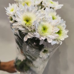 تصویر گل داودی 