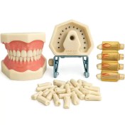 تصویر مولاژ یا آرک تمرینی ترمیمی 28 دندانی Complete jaw model for dental restoration training