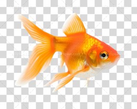 تصویر ماهی قرمز عید بدون زمینه eid red fish transparent background