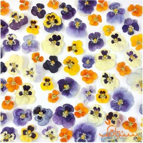 تصویر گل بنفشه خشک 