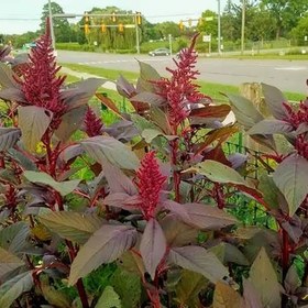 تصویر بذر آمارانت آمریکایی 