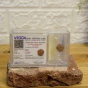 تصویر رودراکشا تک مهره شناسنامه دار نپالی ۱۱ موخی 