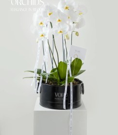 تصویر گیاه 3 شاخه ارکیده سفید 