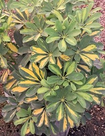 تصویر شفلرا 