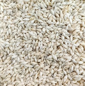 تصویر صدف ریز گندمی سفید (30 گرم) gandom01 
