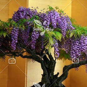 تصویر بذر واقعی بونسای ویستریا - Wisteria 