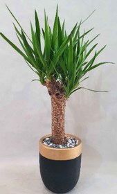 تصویر خرید گیاه یوکا با کیفیت تضمینی 