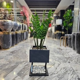 تصویر درختچه زاموفیلیا مصنوعی 