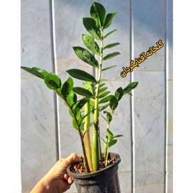 تصویر زاموفیلیا سبز گلدان 14 