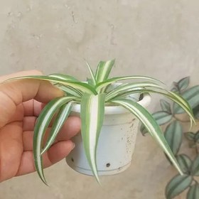 تصویر گیاه گندمی ابلق روشن سایز کوچک(spider plant) 