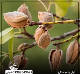 تصویر بادام سنگی 