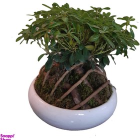 تصویر گیاه زینتی بونسای میخک هندی مدل پتوس پروم کد 202 