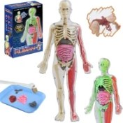 تصویر آناتومی بدن انسان سه‌بعدی درخشان در تاریکی برای کودکان Glow in the Dark 3D Human Body Anatomy Toy for Kids