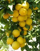 تصویر نهال لیمو ترش مکزیکن لایم 